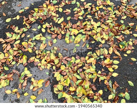 Photo a lot of fallen leaves on the ground, which have colorful and wet ground , this picture can use wallpaper , backdrop and background.