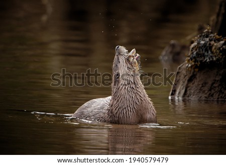 A white-chinned otter eating a bird in the lake