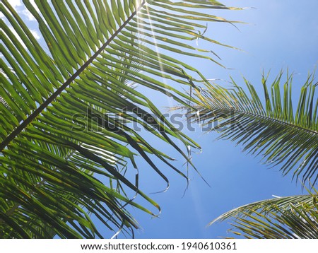 Coconut Leaf High Resolution Stock Photography