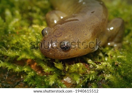 A closeup of the endangered Oita salamander (Hynobius dunni) endemic to Beppu-Shi in Japan