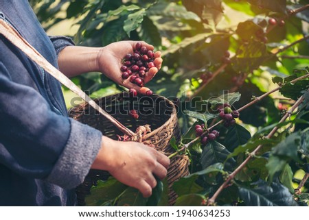 Man Hands harvest coffee bean ripe Red berries plant fresh seed coffee tree growth in green eco organic farm. Close up hands harvest red ripe coffee seed robusta arabica berry harvesting coffee farm Royalty-Free Stock Photo #1940634253