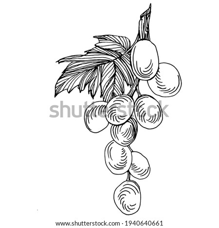 Hand drawn grapes sketch. Wine vine close up outline, leaves, berries.  Black and white clip art isolated on white background. Antique vintage engraving illustration for design wine.  