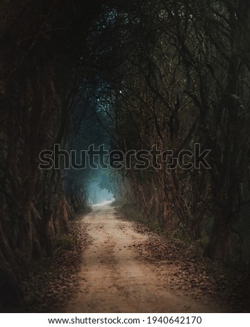 Walking path through the forest Royalty-Free Stock Photo #1940642170