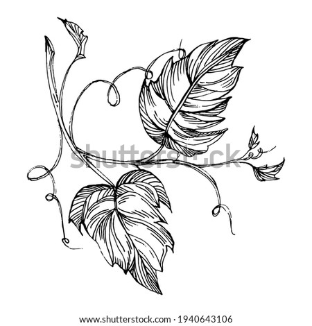 Hand drawn grapes sketch. Wine vine close up outline, leaves, berries.  Black and white clip art isolated on white background. Antique vintage engraving illustration for design wine.  
