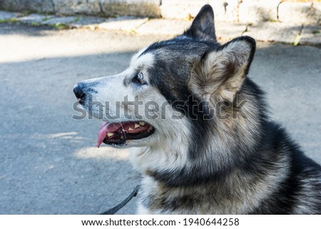 Alaskan Malamute dog portrait from side