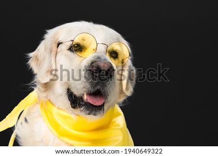 A cute Golden Retriever in sunglasses and a scarf isolated on black background
