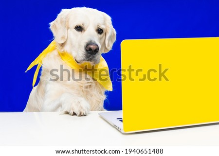 A cute Golden Retriever in a scarf sitting near a laptop against a blue wall