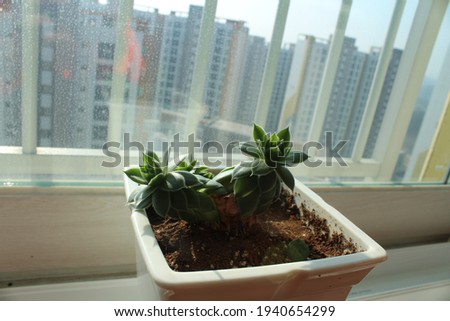  plants on veranda of an apaetment building Royalty-Free Stock Photo #1940654299