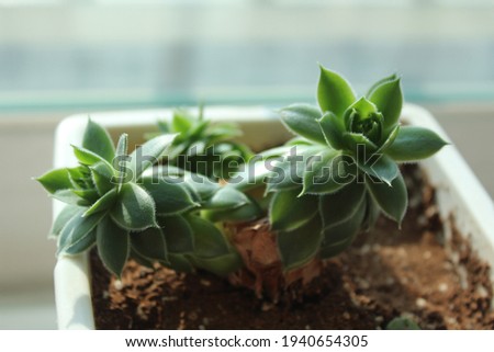  plants on veranda of an apaetment building Royalty-Free Stock Photo #1940654305