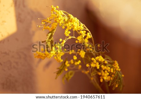 Yellow mimosa flower with shadows on the background in sunny evening light