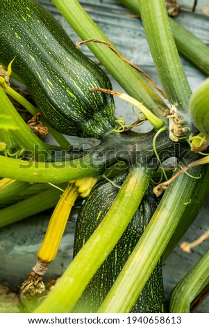 Cucurbita or Squash or is a genus of herbaceous vines in the gourd family that also name Zucchini Squash, Round Zucchini