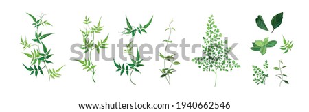 Vector designer elements set, collection. Green forest fern, tropical green smilax foliage, jasmine vine greenery, herbs. Beautiful watercolor style editable art illustration for wedding invite design Royalty-Free Stock Photo #1940662546