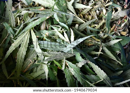  Background of dried hemp or cannabis leaves ,Concept for making CBD tea,  herb and medical. 