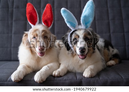  Two small cute Australian shepherd red merle puppy dog wearing bunny ears. easter. Lying on grey sofa couch. Blue eyes. Brown eyes. High quality photo
