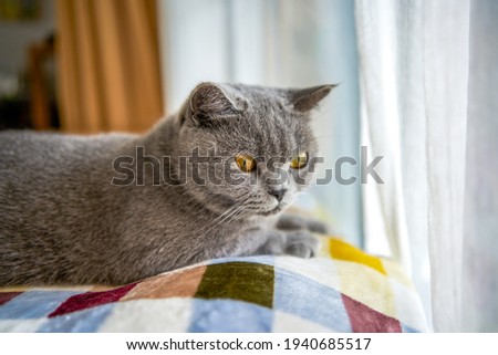 A cute gray blue cat British Shorthair close-up