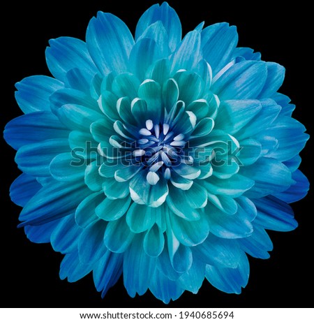 flower  blue-turquoise  chrysanthemum. Flower isolated on the black background.  Close-up. Nature.