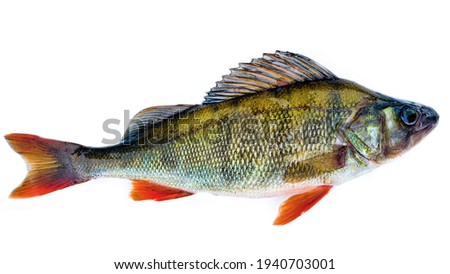 European perch (Perca fluviatilis), River bass. Isolated on a white background Royalty-Free Stock Photo #1940703001