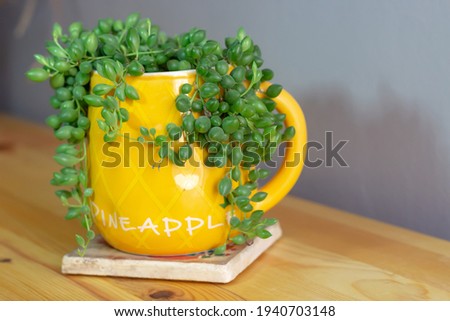Close up view of succulent in a yellow cup. Senecio herreianus, Curio herreanus, string of beads, Curio rowleyanus, which is a plant in the daisy family Asteraceae. Selective focus.  Royalty-Free Stock Photo #1940703148