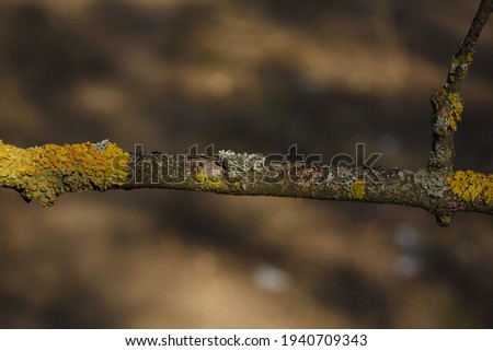 Common lichen on tree branch, forest background. Flora, ecosystem, environment concept.