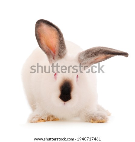 White rabbit isolated on a white background.