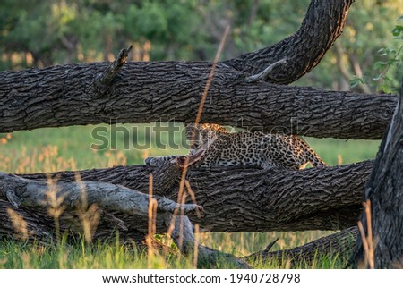 Leopard resting on his tree in the Okavengo Delta