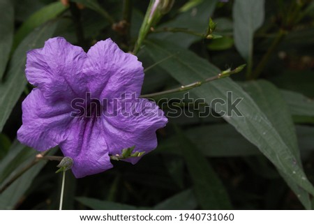 Purple roadside flowers, or weasel flowers, are purple flowers photographed with Macros.