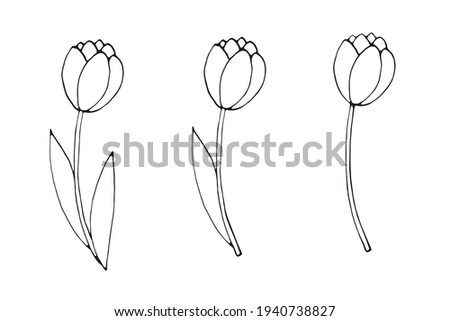 Contoured tulip flower, with or without leaves. Hand drawn design element. Simple black outline illustration in the style of a doodle sketch. Symbol of spring, love, flowering