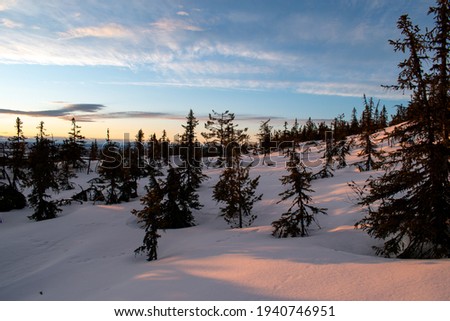 spruce forest landscape in innlandet county norway with snow covered ground and beautiful light from the sunset 