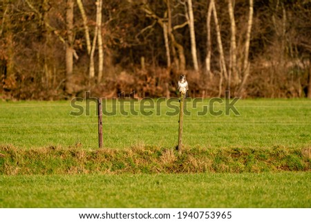 Large buzzard bird of prey sits on a pole at the edge of a ditch