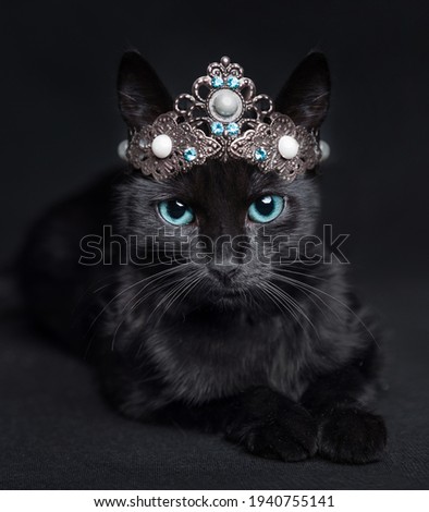black cat in the crown