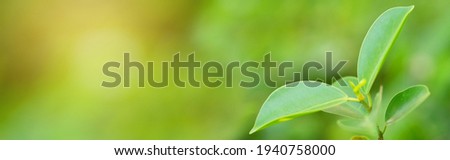 Nature view of green leaf on blurred greenery background in garden with copy space for text using , ecology, fresh cover page concept.