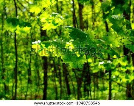 bright greenery in the spring forest, Moscow