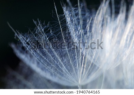 Close up of dandelion seed flower background with delicate openwork pattern. macro 