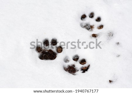 Dogs footprint in the snow in winter or spring in the forest or woods, close up