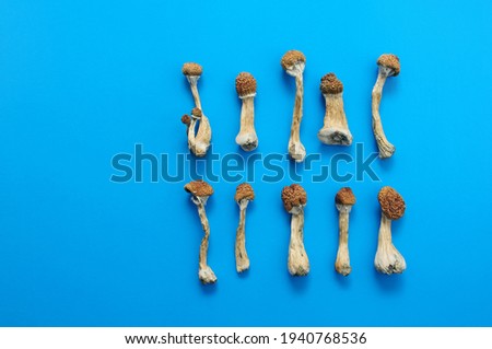Pattern of dried psilocybin mushrooms on bright blue background. Psychedelic magic mushroom Golden Teacher. Medical usage. Microdosing concept.