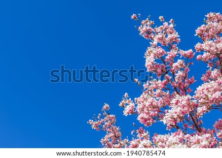 A branch of blooming purple magnolia against the background of the purest blue sky