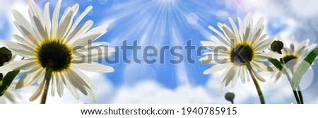 Banner with chamomile flowers on a blue background with bokeh highlights. Flowers on the background of the sky and clouds. Abstract floral background for website design with copy space. Minimal border