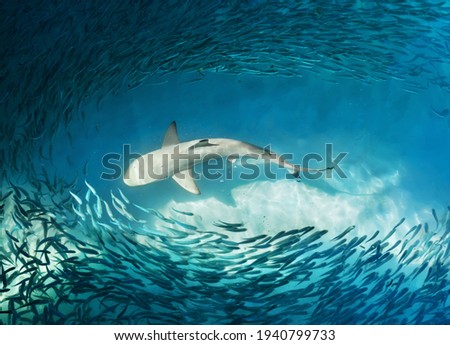 Shark and small fishes in ocean - nature background
