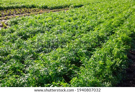 Rows of growing parsley on field at vegetable farm