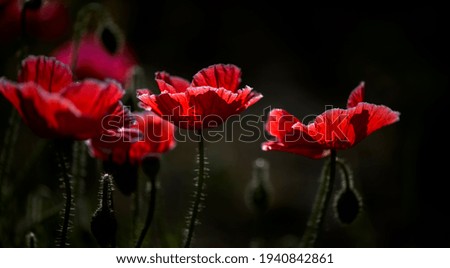 Picturesque May contrasts.Creating a mood.In the garden blossom poppies.A delicate flower.Poppy buds blossom.Textured, close-up poppy freshness.