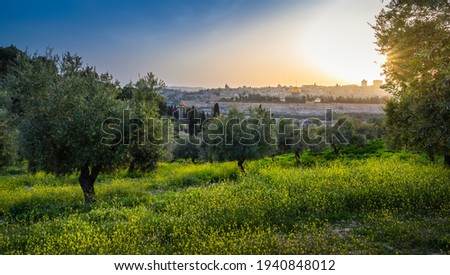 Beautiful sunset view of Jerusalem: the Old City with Dome of the Rock on the Temple Mount, Mount Zion and the Russian church of Mary Magdalene; with olive grove covered in yellow mustard flowers Royalty-Free Stock Photo #1940848012