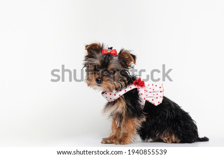Yorkshire Terrier puppy with dress sitting in profile isolated on white with copy space