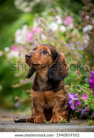 Cute picture with a pretty dog sitting in the park among some beautiful purple flowers [Dachshund]