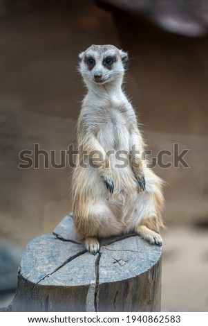 Meerkat Wildlife Animal In Natural Park