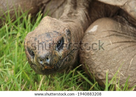 Jonathan, a Seychelles giant tortoise, and possibly the oldest animal alive, on the grounds of Plantation House on St Helena Royalty-Free Stock Photo #1940883208