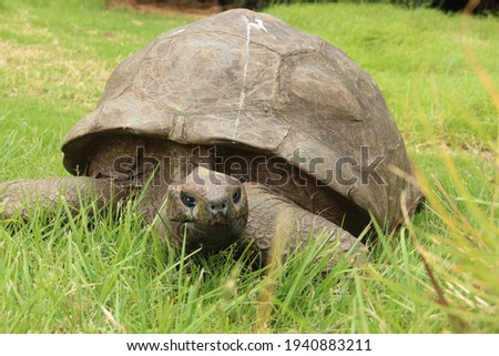 Jonathan, a Seychelles giant tortoise, and possibly the oldest animal alive, on the grounds of Plantation House on St Helena Royalty-Free Stock Photo #1940883211