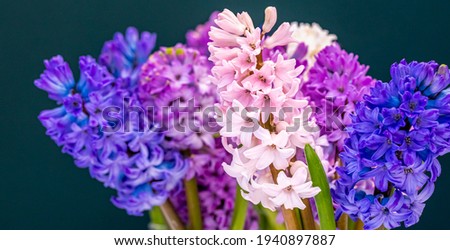 Beautiful colorful pink blue hyacinth flowers. Spring hyacinths blossom. Multicolored blooms. Nature background with spring flowers. Happy Easter  Card