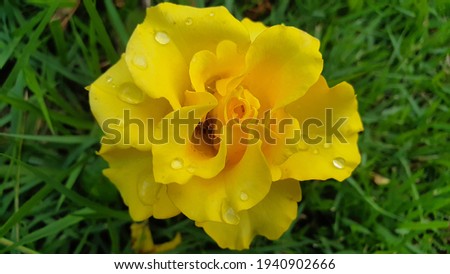 view of a yellow rose from the yard