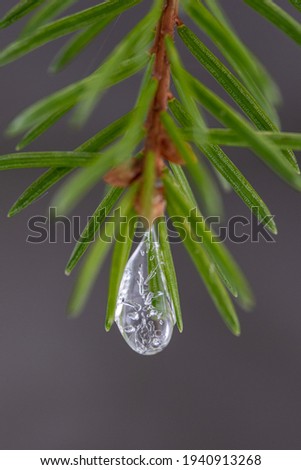 frozen details on pine tree branch