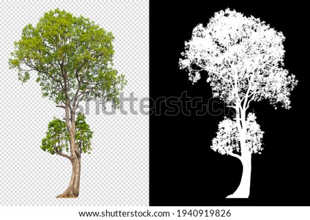 tree on transparent background picture with clipping path and alpha channel